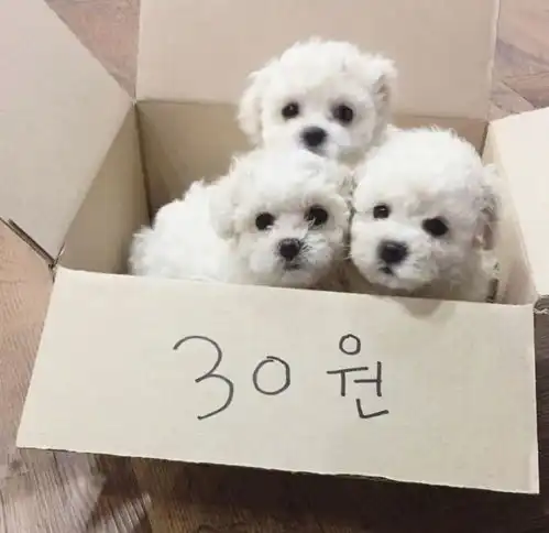  表情包一窝小可爱太萌了