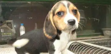 西安宠物狗品种价格