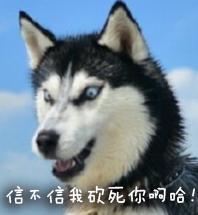  二哈的神表情,总有一款让你欲罢不能