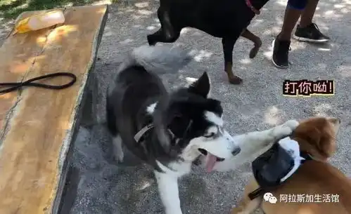  柴犬把哈士奇揍哭了,吃瓜杜宾犬在旁边看的目瞪口呆