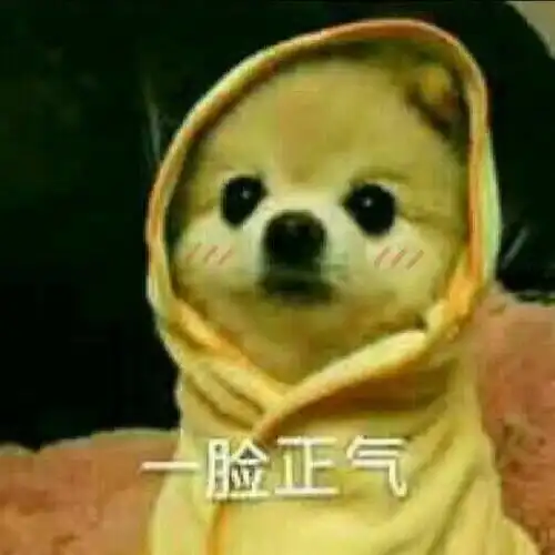 安全帽图片表情包宠物