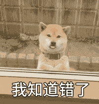  那些让我们欢笑的网红狗子,都已离开人间