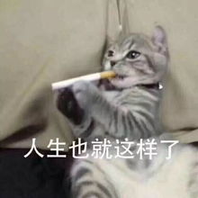  大家最爱的表情包又来啦