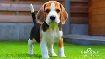 比格猎犬表情包关晓彤