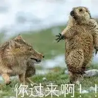  土拨鼠啊表情包