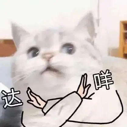  受到惊吓丨第960期喵表情包
