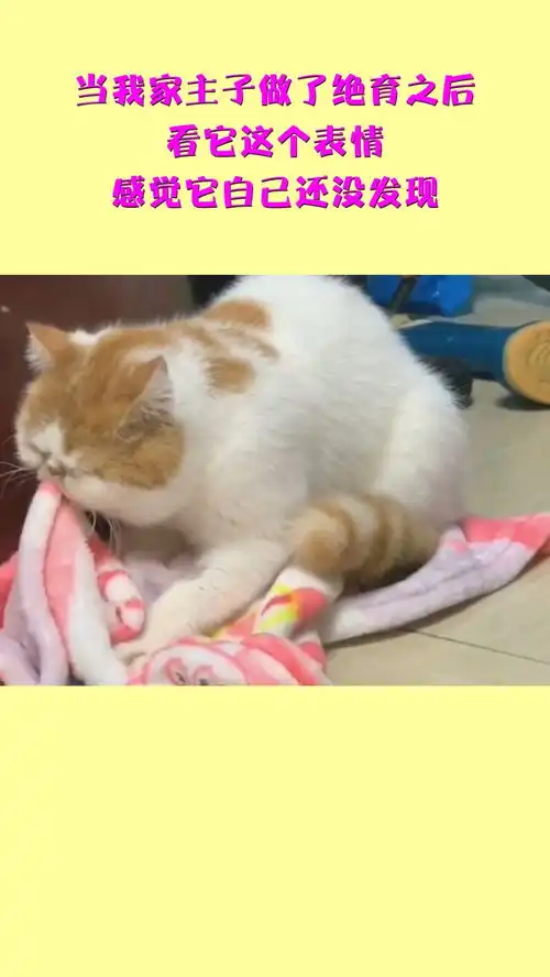  当我家主子做了绝育之后,看它这个表情,感觉它自己还没发现