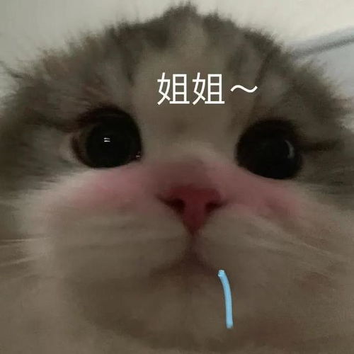  猫猫表情包你失去了和我说话的机会