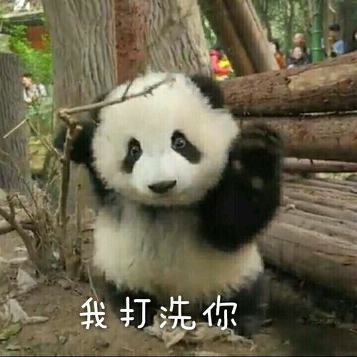 最近很火的表情包熊猫摆