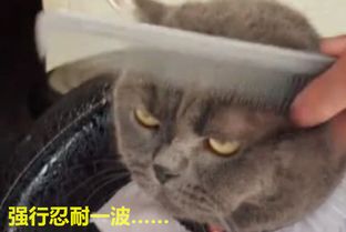  猫咪被主人强迫剪发,迷之表情,主人你刘海有点长我给你修修