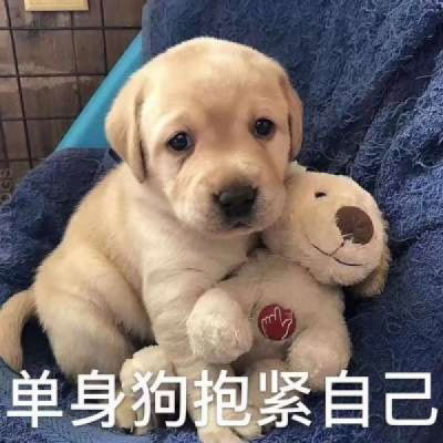  表情包头像搞笑图片带文字的单身狗头像