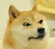 求秋田犬斜眼表情动漫头像 求秋田犬斜眼表情动漫头像