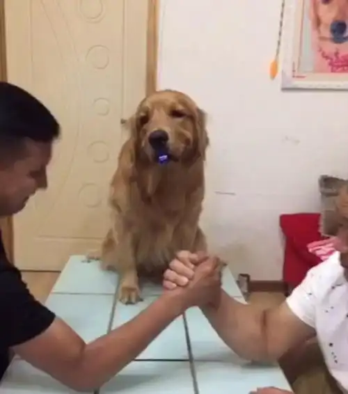  主人扳手劲,金毛在旁边激动的哦,这表情真的是一言难尽啊我精神支持你