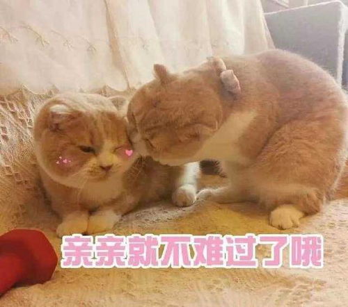  适合发动态的沙雕句子想喝奶茶想吃肉,想不运动想变瘦