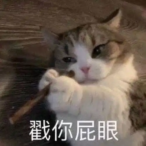  一大波福利你们要的猫猫表情包来啦这才是猛男该用的表情包