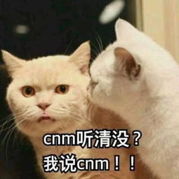 治我猫病,救我狗命那些年宠物医院收到的锦旗,全都喵语汪语过6级