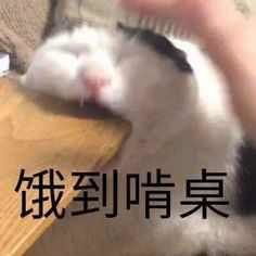  微信拍一拍有哪些可爱沙雕文案呢