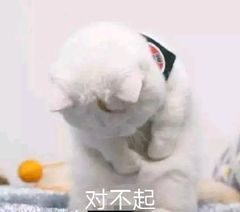  深圳有猫猫需要帮助的吗这边能帮忙照顾...