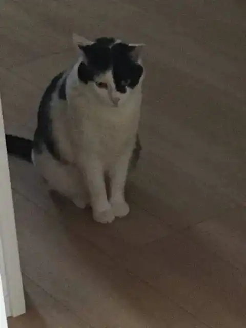  推主家的小宝宝有天突然跑去玩猫粮,结果被家里的猫发现后...