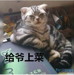  主人,什么时候开饭啊人家好饿喵星人要吃饭