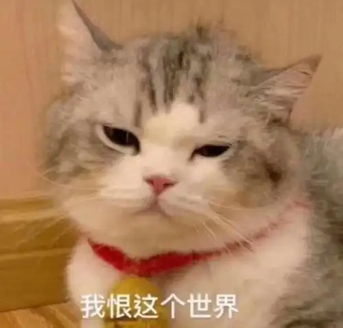  表情包第二十七期喜欢我吧,求你了