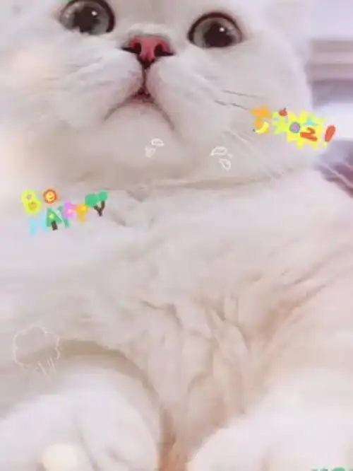 有猫了,不跟没猫的玩今日份小可爱已上线可爱到爆炸治愈猫咪