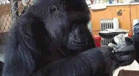  懂1000种手语爱撸猫,世界上最聪明的猩猩睡梦中去世