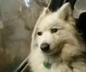  狗狗也有天生吃不胖的体质吗这里给你真正的答案