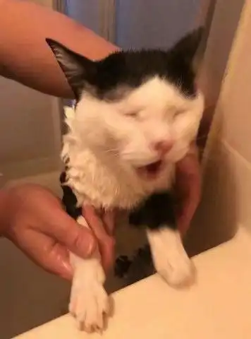  铲屎官准备帮猫咪洗澡,结果喵惊恐的表情逗笑主人,简直可以做成一套表情包了