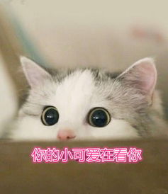  敲可耐表情包小奶猫卖萌,橘猫喝完没人可以走了,瓶子留下