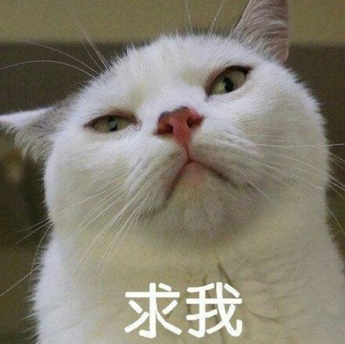  最没尊严的猫主子橘猫求收留被拒后化身舔狗,赖在门口不走