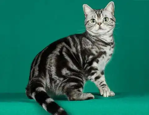  美国短毛猫到底是怎样的一个品种如何鉴别