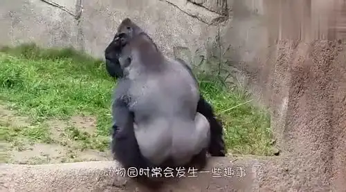  狮子看到小宝宝兽性大发,下一秒宝宝回头后,狮子反应太逗了
