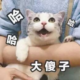 我就是个大傻子表情包