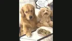  爆笑视频,包包的作用是什么呢,你们知道吗