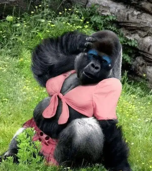  搞笑图包