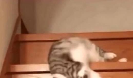  猫猫嫌走楼梯太累,另类下楼梯,网友全网最懒的猫猫