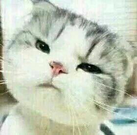  求这只猫的全套表情包