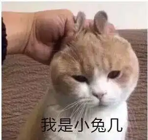  长得与众不同的那些猫,你喜欢哪一只