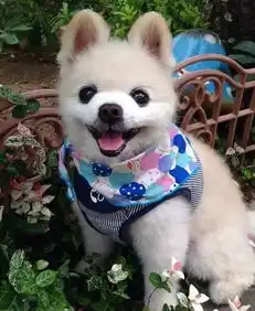  爱笑的日本网红狗表情包下载爱笑的日本网红狗表情包高清无水印极光下载站