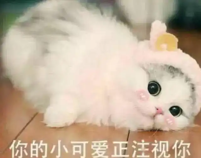 kino猫表情包每天