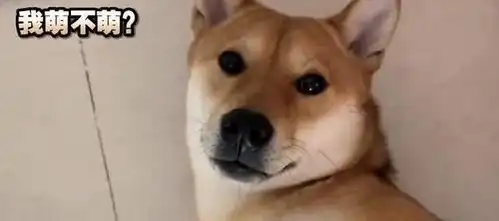  柴犬躺在主人怀里入睡,就像回到小时候,睡相萌呆了