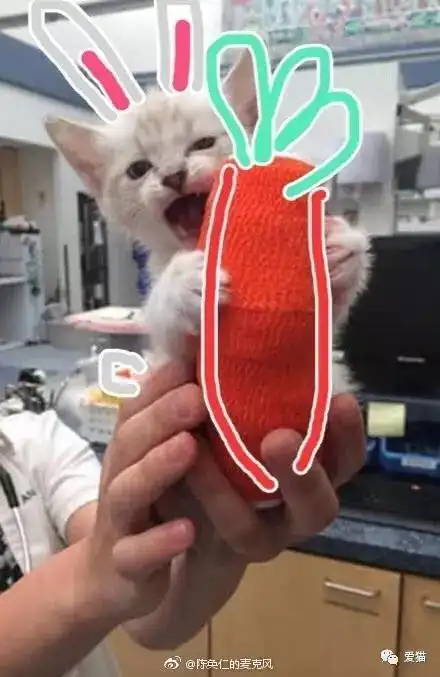  网友把一只河豚放在猫的头上,结果它的反应让人笑断气....