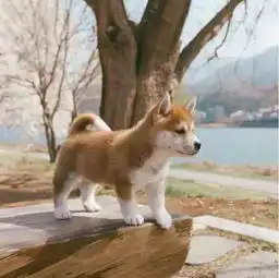  图集为世界和平内衣外露,妹子好想法