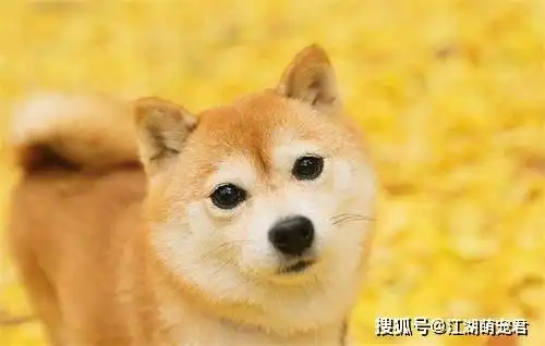  斜眼表示做错事,看这里,狗狗的肢体语言全知道