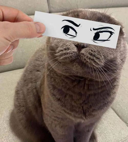丧黑福造表情包猫咪
