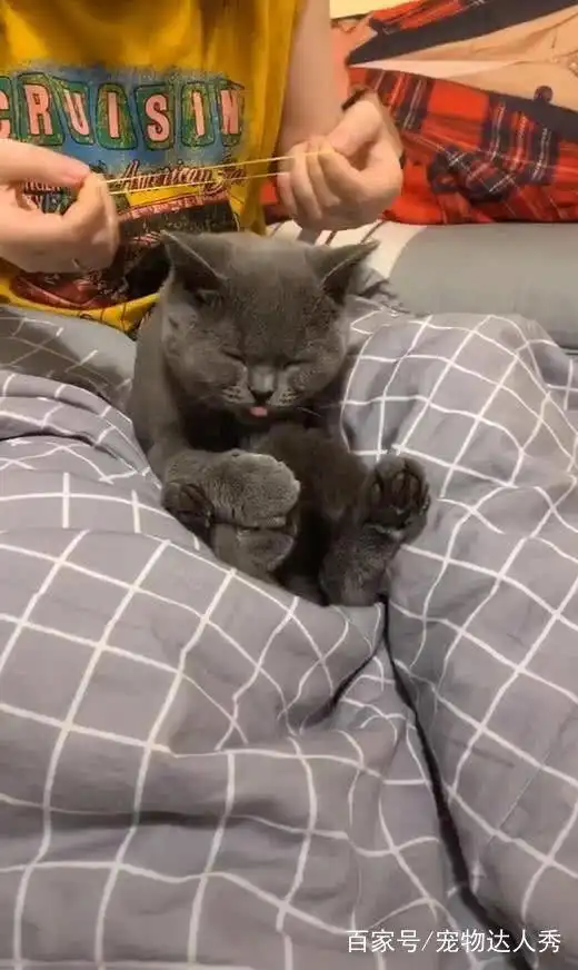  猫咪惹事被主人丢到床上,摆出这个动作后,主人吓得没脾气