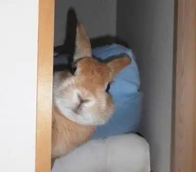  主人叫兔子的名字后,它就用手开门,探出脑袋,兔子谁在叫我