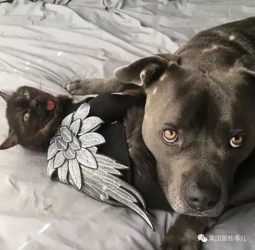  天生自带diss表情包的小黑喵,一言不合就略略略魔性萌说的就是它啊