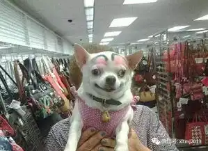 宠物们都这么拼了,宝宝们还有什么理由不努力呢 宠物们都这么拼了,宝宝们还有什么理由不努力呢